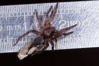 (Araneae - Gnaphosidae - Scotophaeus sp.)
